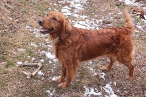 A golden-brown dog standing on a patchy lawn with snow and a chew bone nearby.