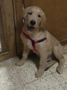 A golden retriever puppy sitting on a tiled floor with a red and blue harness.
