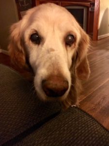 Golden retriever looking directly at the camera with a head tilt.