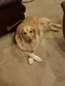 Golden retriever lying on a carpeted floor indoors.