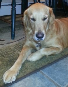 Golden retriever lying on the floor with its front paw extended.