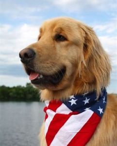 Golden retriever wearing an american flag bandana with a lake in the background.