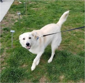 A leashed white dog with a fluffy coat standing on grass and looking back towards the camera.