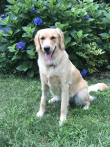 A golden retriever sitting on grass in front of green bushes with purple flowers.