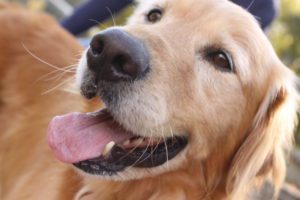 Close-up of a smiling golden retriever with its tongue out.