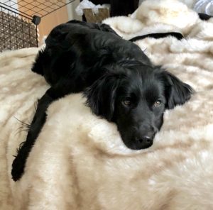 A black dog lying on a fluffy cream-colored surface looking directly at the camera.