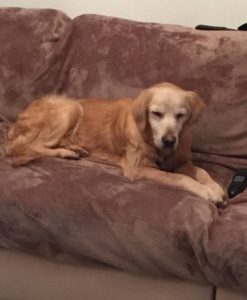 Golden retriever lying on a brown couch with a remote control nearby.
