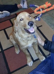 A happy golden retriever sitting on a patterned rug with some toys, looking up while being petted by a person.