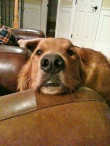 Golden retriever resting its chin on the back of a leather couch.