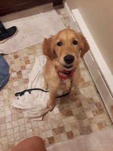 A golden retriever puppy sitting on a tiled floor next to a white towel and a person's leg.