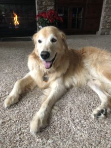A golden retriever lying on a carpet with a fireplace in the background.
