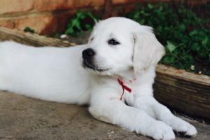 A white puppy with a red ribbon around its neck is lying down on a concrete surface next to a brick ledge.