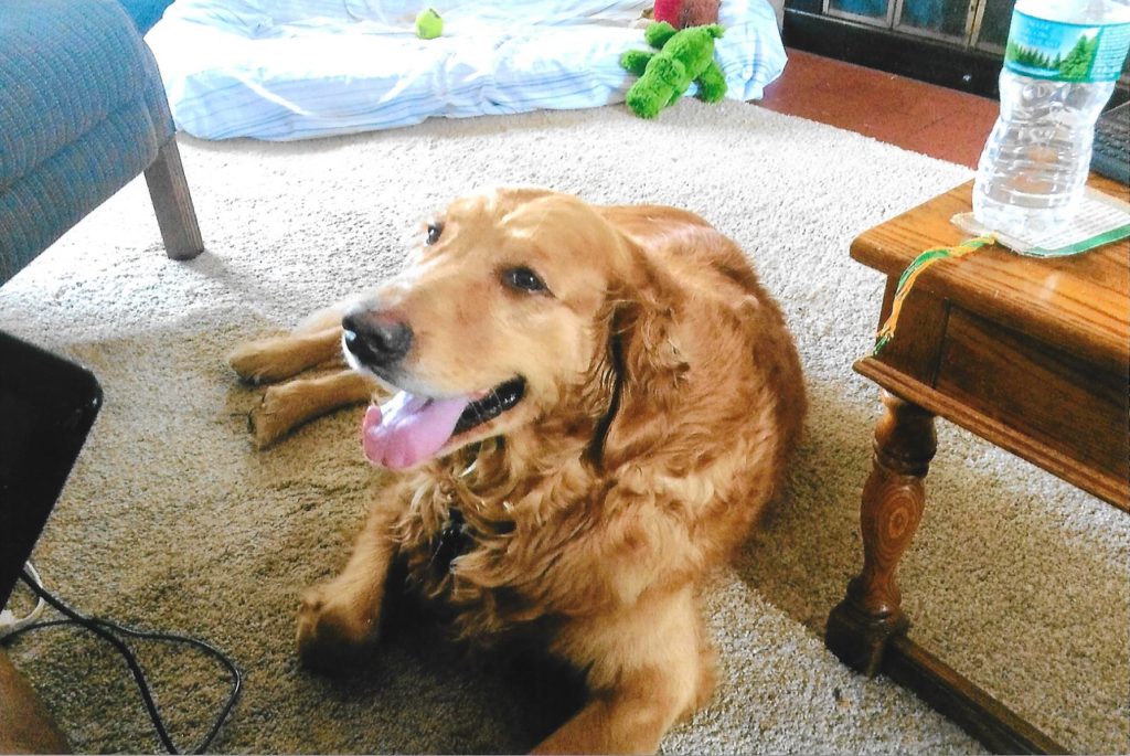 A golden retriever lying on a carpeted floor with a water bottle and a green toy in the background.