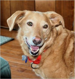 A smiling tan dog with a red collar indoors.