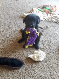 A black puppy playing with a purple toy among various scattered objects on a carpeted floor.