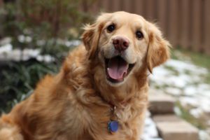 A happy golden retriever outdoors with a slight dusting of snow in the background.