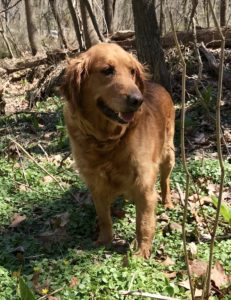 Golden retriever standing in a forest during daytime.