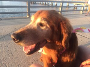 Golden retriever dog enjoying the sunset by the water.