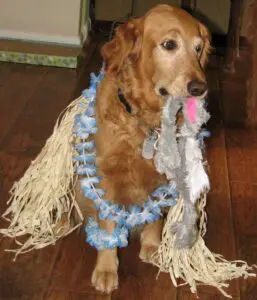 Golden retriever wearing a straw skirt and lei, holding a toy in its mouth.
