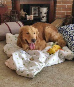 Golden retriever sitting on a blanket with a toy, indoors.