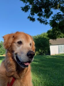 Golden retriever sitting on grass with trees and a building in the background.
