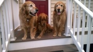 Three golden retrievers sitting on outdoor stairs.