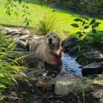A golden retriever lying in a garden stream surrounded by greenery.
