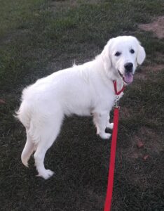 A white dog on a red leash standing on grass.