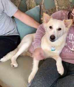 A white dog lounging on a couch next to a person.