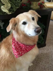 A golden retriever dog wearing a red bandana with a snowflake pattern sits indoors.