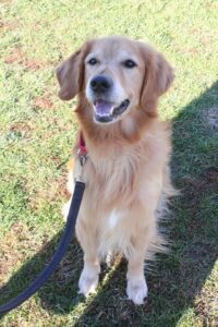 Golden Retriever sitting on grass with a leash.