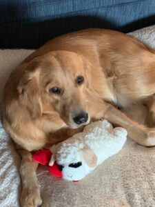 A golden retriever lying down with a plush lamb toy.