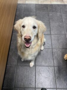 A smiling golden retriever sitting on a tiled floor indoors.
