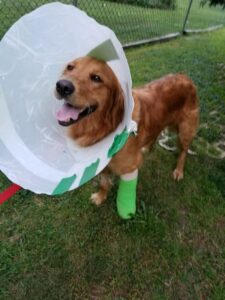 A golden retriever wearing a protective cone and a green bandage on one leg, standing on grass.
