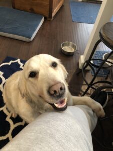 A smiling golden retriever resting its head on a person's lap inside a home.