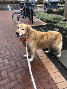 A golden retriever on a leash standing on a brick pavement with a person on a bicycle in the background.