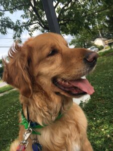 A close-up of a smiling golden retriever with a green collar outdoors.
