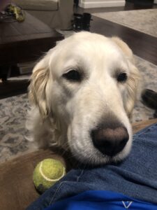 A golden retriever with a tennis ball looking expectantly at the camera.