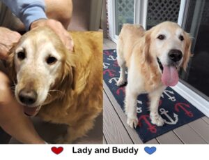 Two pictures of golden retrievers named lady and buddy, showing affection and a happy demeanor.