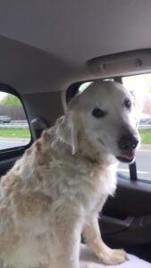 A golden retriever dog sitting inside a car.