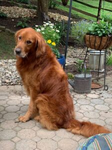 Golden retriever sitting on a paved patio with plants in the background.
