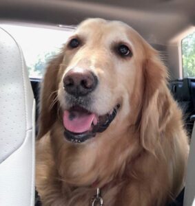 A smiling golden retriever sitting in a car.