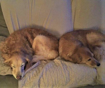 Golden retriever carrying a brown stuffed animal in its mouth.