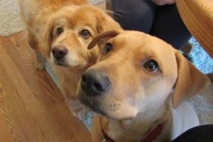 Two attentive dogs looking up at the camera.