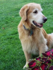 Golden retriever sitting on grass beside colorful plants.