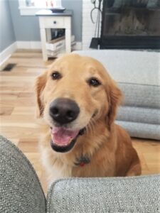 A golden retriever sitting inside a living room with a happy expression.