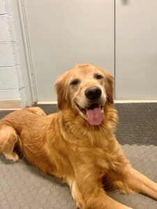 A cheerful golden retriever lying on the floor with its tongue out.