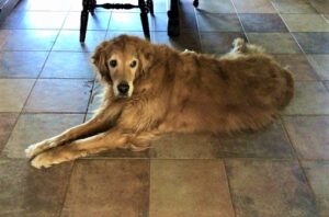 A golden retriever lying on a tiled floor with its legs stretched out.