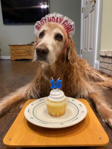 A golden retriever wearing a birthday hat sits in front of a cupcake with a number 6 candle on it.
