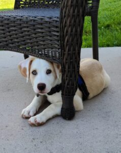 A puppy lying on the ground, peeking out from under a chair.